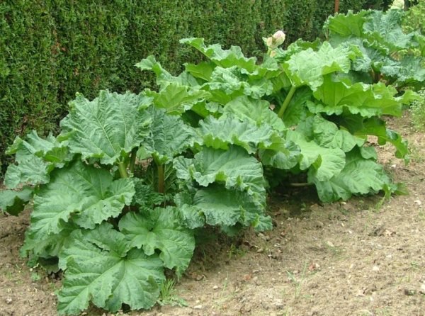 Rhubarbe