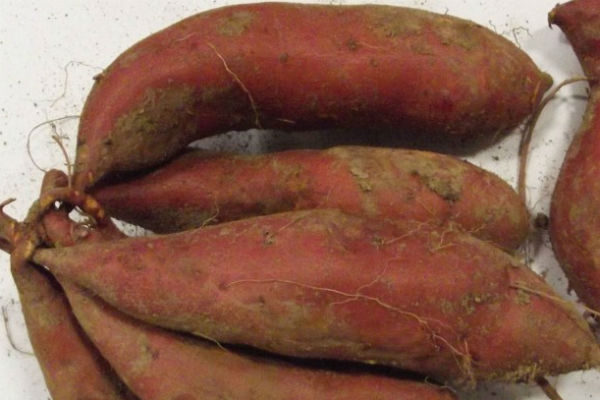 Patate Douce Beauregard