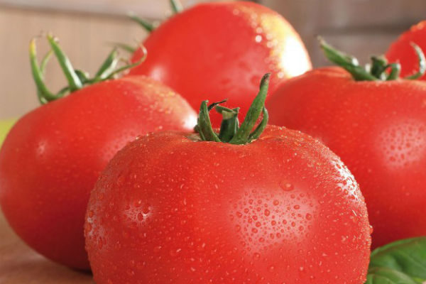 Tomate Maestria