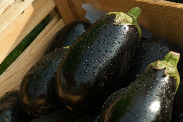 Aubergine