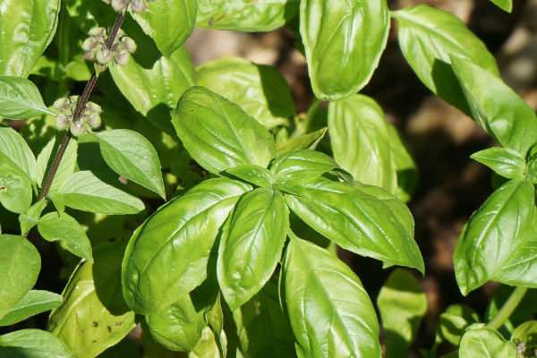 Basilic grand vert