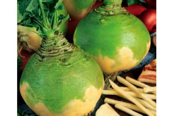 Chou-Navet Rutabaga