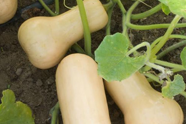 Courge Musquée