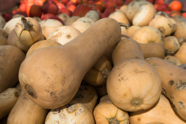 Courge Butternut
