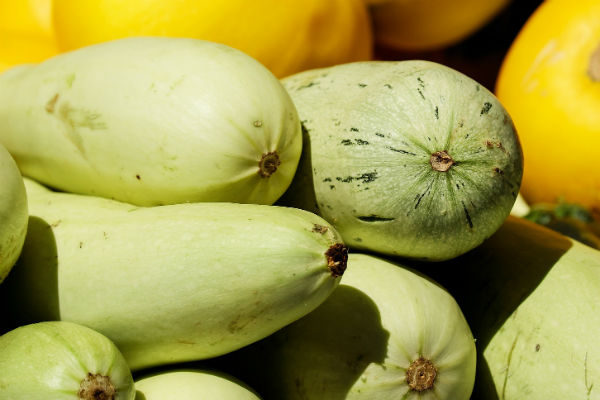Courgette Maraichère