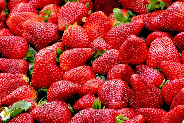 Fraise (gento et ostrara)
