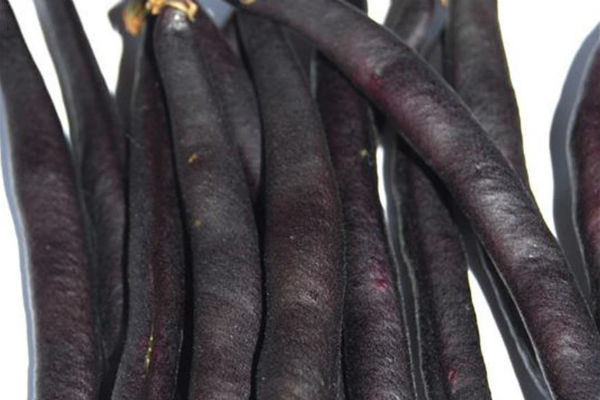 Haricot Velours Violet