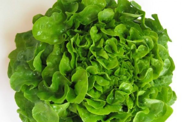 Laitue Feuille de chêne vert