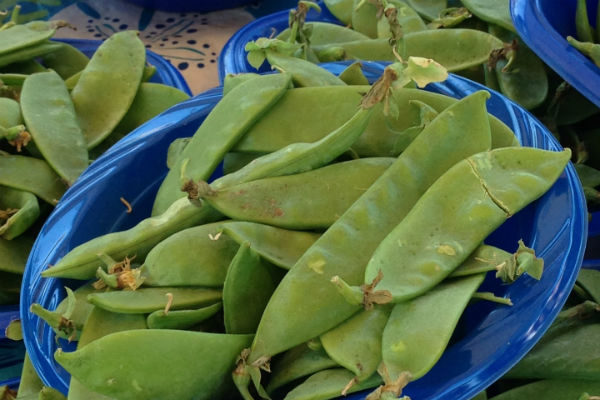 Pois Mange Tout
