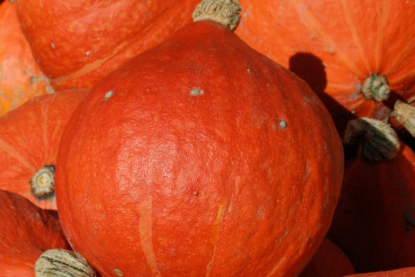 Potimarron (Uchuki)