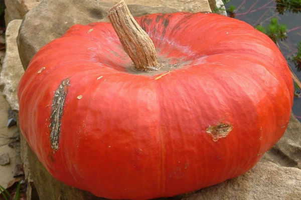 Potiron rouge d’Étampes