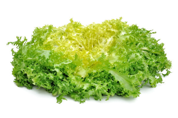 Chicorée Frisée (primafine)