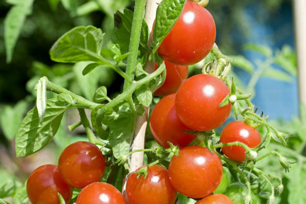 Tomate Cerise Pépé