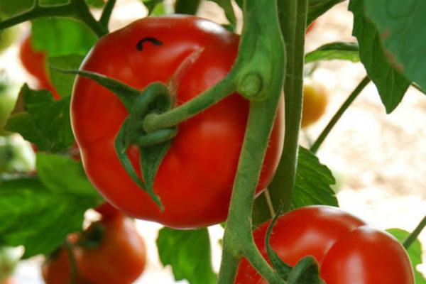 Tomate Garance