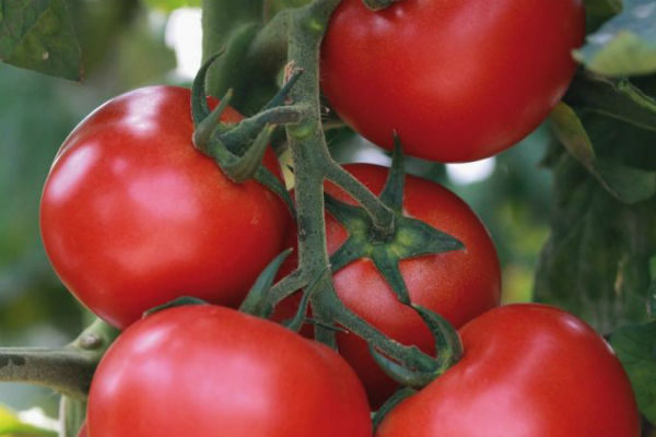 Tomate Grappelina