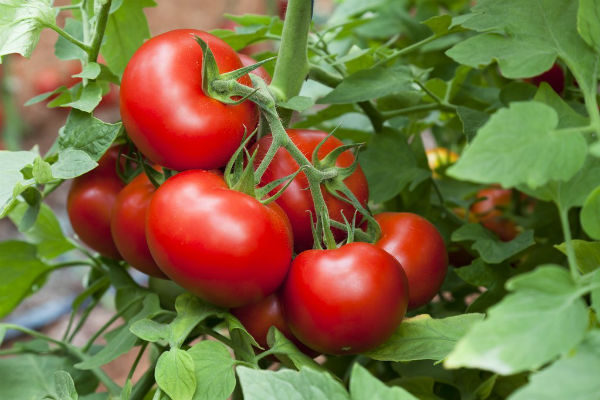 Tomate Previa