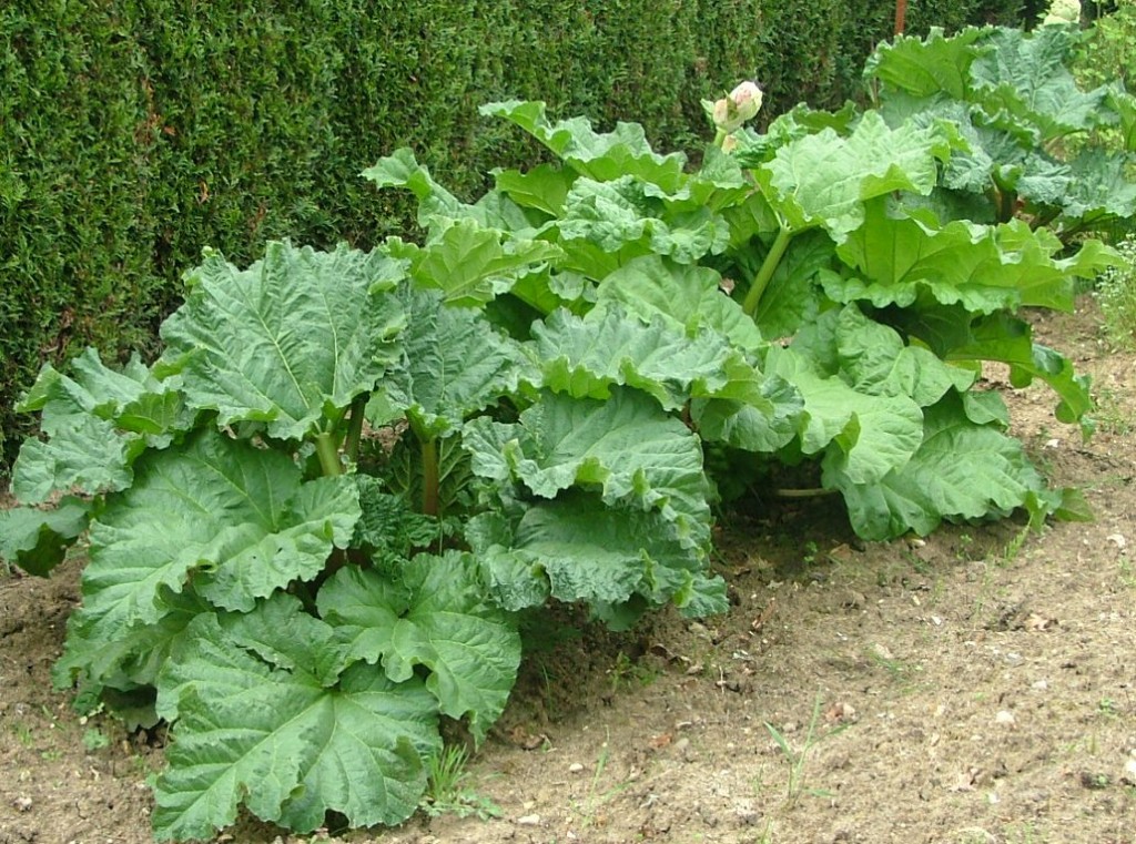 rhubarbe