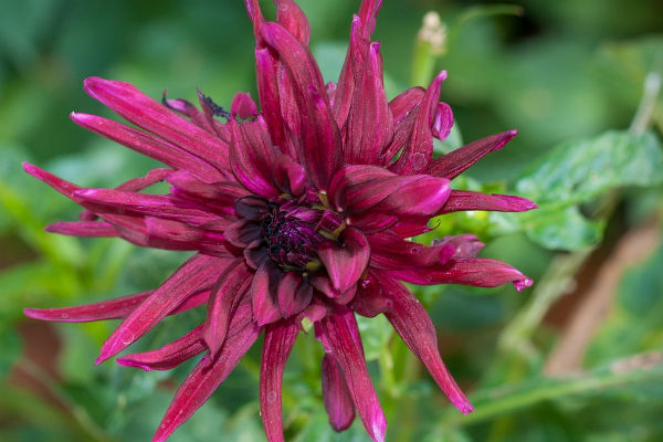 fleur griffe du diable