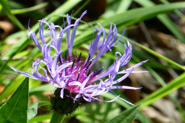 fleur griffe du diable