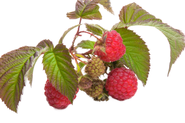 framboises