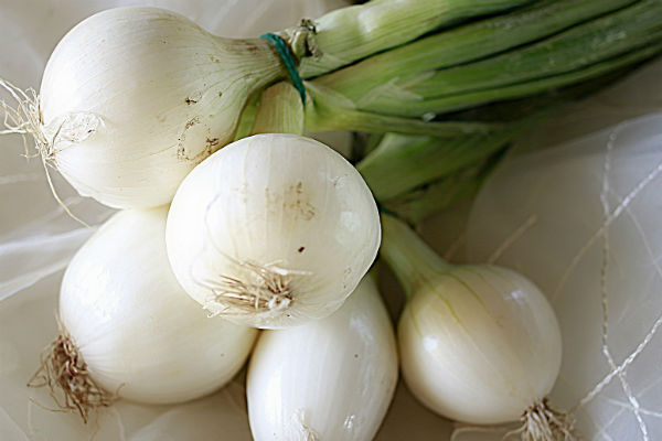 oignon blanc