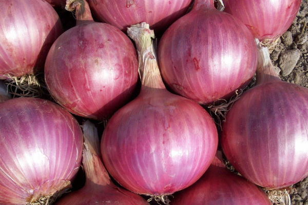 oignon rouge