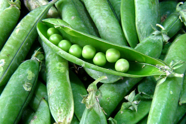 petit pois