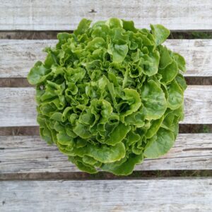 Feuille de chêne verte