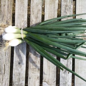 Oignon blanc - botte