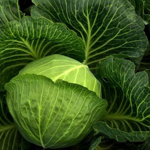 Chou vert bio