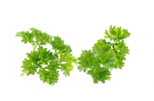 Collectif d'Urgence Plants de Persil