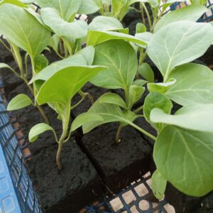 Aubergine blanche plant
