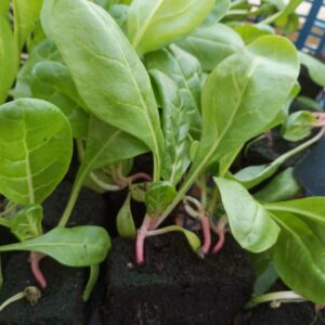 Blette plant (Lot de 10 )