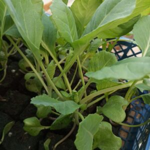Chou cabus blanc plant (lot de 10)