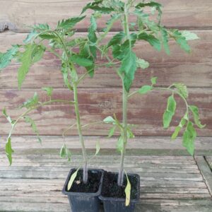 Tomate Noire de Crimée plant (lot de 6)