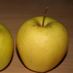 Collectif d'Urgence - Pomme reinette