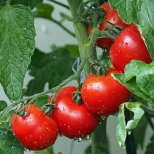 Collectif d'Urgence - Plant de tomates