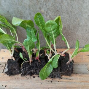Blette plant (Lot de 10 )