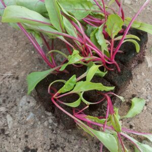 Betteraves rouges (lot de 10)