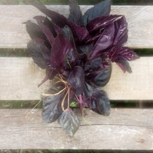 Basilic violet - botte