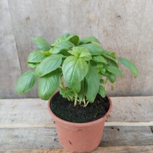 Basilic vert plant