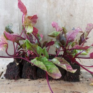 Betterave rouge plant (lot de 10)