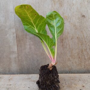 Blette plant (unité)
