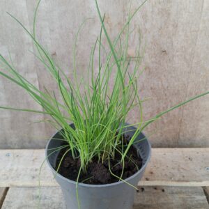 Ciboulette plant