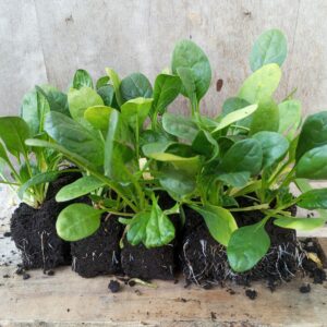 Épinard plant (Lot de 10 )