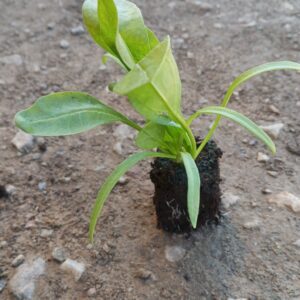Épinard plant (unité)