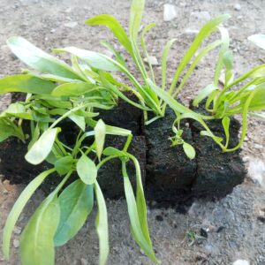 Épinard plant (Lot de 10 )