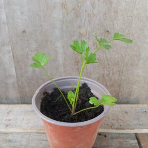 Persil plant