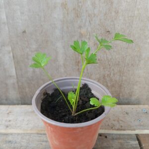 Persil plant