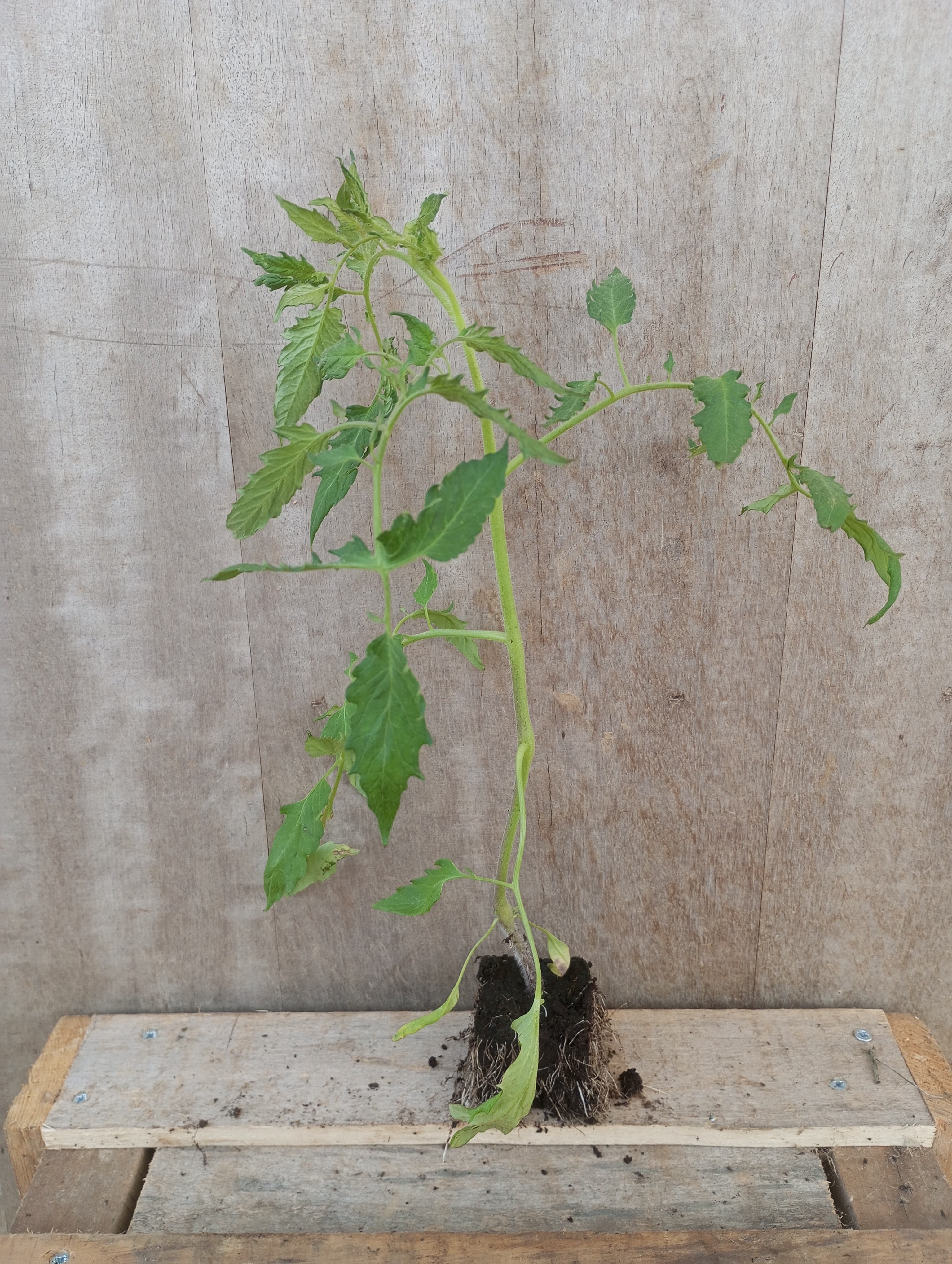 Tomate Andine Cornue plant (unité)